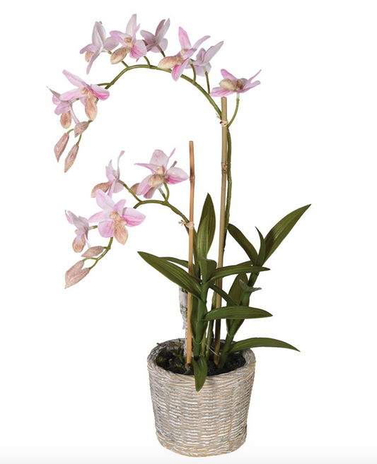 Pink orchid in pot